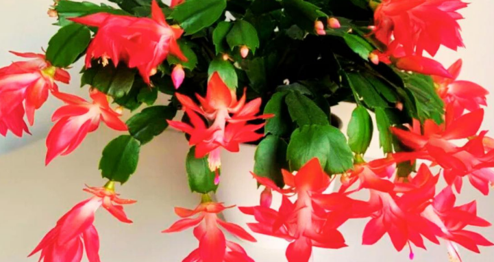 🌺 Росте як на дріжджах: натуральне підживлення для різдвяного 🌺 Росте як на дріжджах: натуральне підживлення для різдвяного