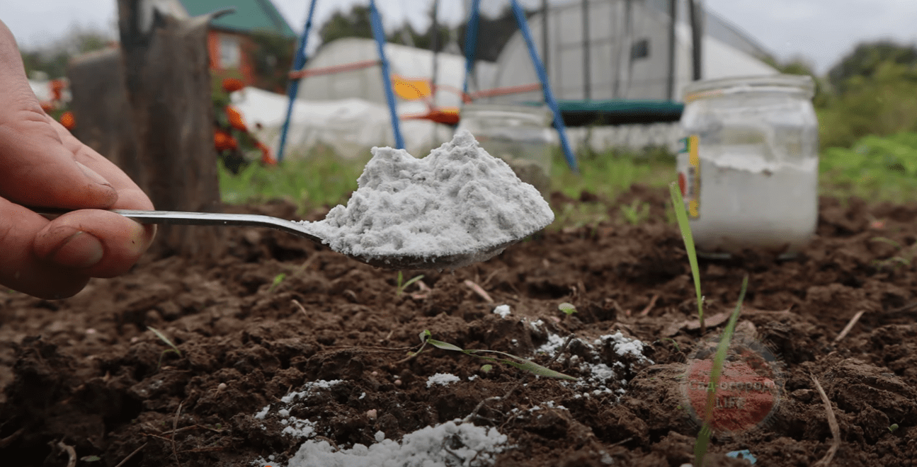 Городники розповіли про добриво, яке діє в 10 краще за компост і гній Городники розповіли про добриво, яке діє в 10 краще за компост і гній