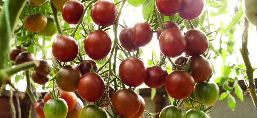 1 сорт самозапильних томатів для балкона та підвіконня: збираю по 10 штук з одного горщика 1 сорт самозапильних томатів для балкона та підвіконня: збираю по 10 штук з одного горщика