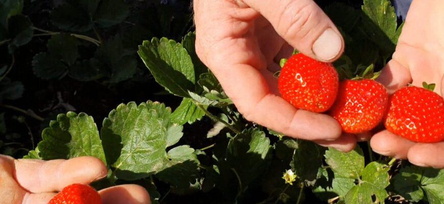 До 2 кг з куща – не мрія, а реальність: ці 2 сорти полуниці видають “гігантів” – гнилизна не страшна До 2 кг з куща – не мрія, а реальність: ці 2 сорти полуниці видають “гігантів” – гнилизна не страшна