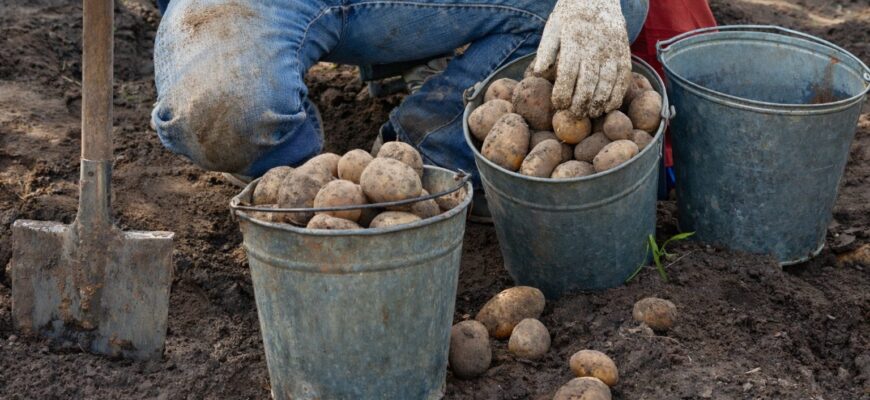 4 сорти картоплі, які не темніють після розрізання – ідеальні для смаження і для пюре 4 сорти картоплі, які не темніють після розрізання – ідеальні для смаження і для пюре