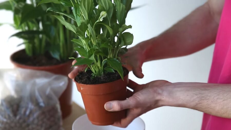 Квітникарі розповіли, як врятувати засихаючий спатифілум Квітникарі розповіли, як врятувати засихаючий спатифілум