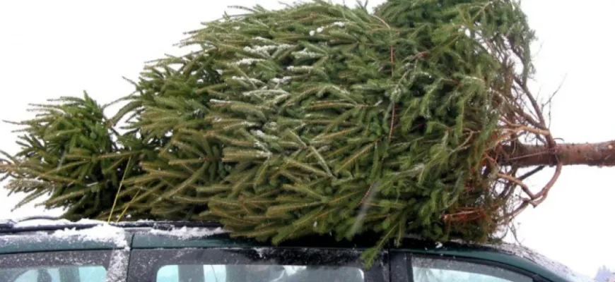 Святкова ялинка може коштувати свободи: Мін’юст нагадав про покарання Святкова ялинка може коштувати свободи: Мін’юст нагадав про покарання