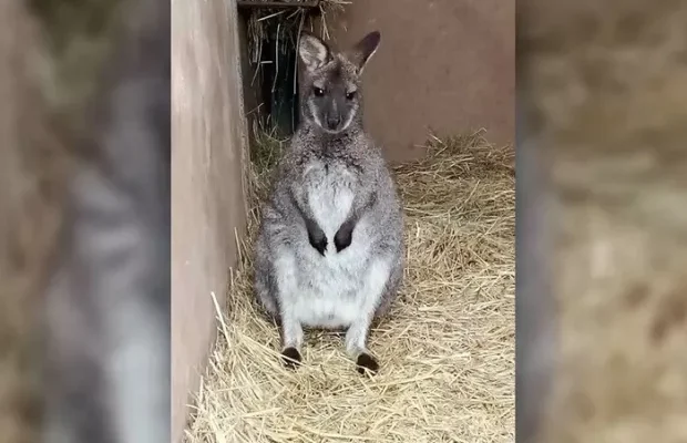 У Чехії родина придбала дітям на Різдво кенгуру, але подарунок… втік (фото) У Чехії родина придбала дітям на Різдво кенгуру, але подарунок… втік (фото)