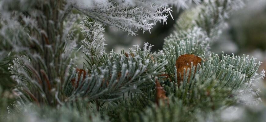 Україну після Різдва накриють атмосферні фронти: у яких областях снігу буде найбільше Україну після Різдва накриють атмосферні фронти: у яких областях снігу буде найбільше