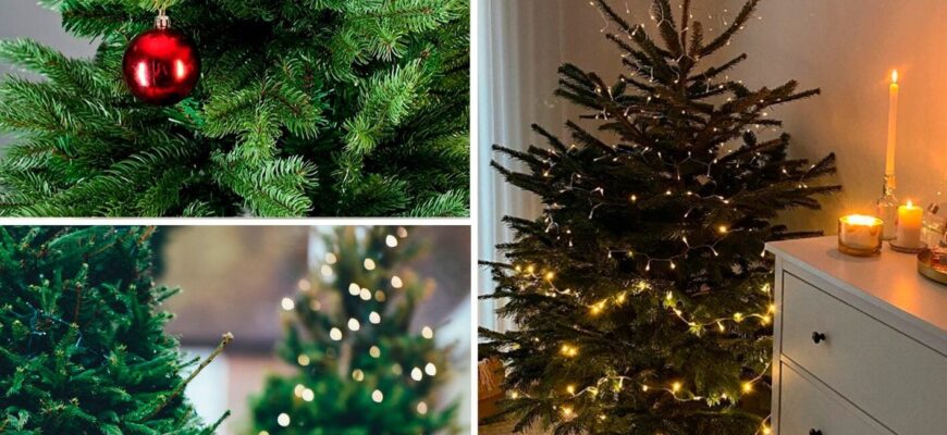 Принесла ялинку з базару, але в будинок відразу не несу: 1 хитрий трюк дозволяє деревцю стояти до лютого Принесла ялинку з базару, але в будинок відразу не несу: 1 хитрий трюк дозволяє деревцю стояти до лютого