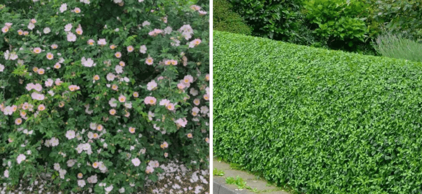 Посадила ці 2 кущі біля хати “для краси”, а отримала натуральний захист від вітру і пилу на весь сезон Посадила ці 2 кущі біля хати “для краси”, а отримала натуральний захист від вітру і пилу на весь сезон