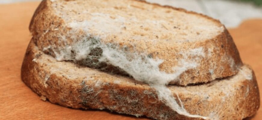 Пліснява на хлібі – це не та, що на сирі: 1 ознака, коли продукт треба викинути, а коли – можна їсти Пліснява на хлібі – це не та, що на сирі: 1 ознака, коли продукт треба викинути, а коли – можна їсти