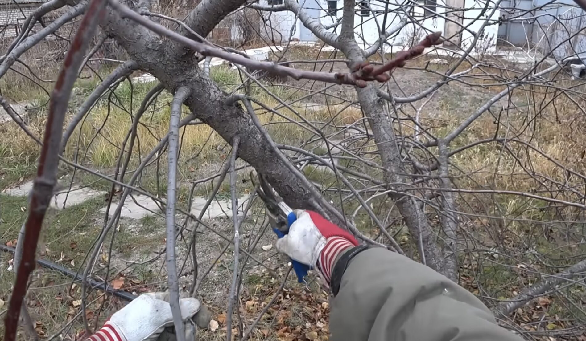 Садівники розповіли, які садові дерева краще обрізати взимку