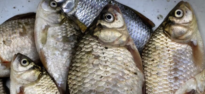 Звідки везуть живу рибу на ринки України: хто контролює її якість? Звідки везуть живу рибу на ринки України: хто контролює її якість?