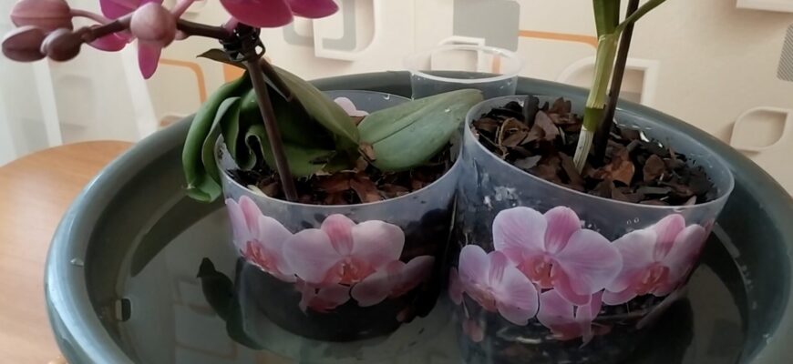 Я подивилась на свою орхідею й зрозуміла — час ділити: ось як отримати 2 рослини з 1, щоб не зіпсувати жодну Я подивилась на свою орхідею й зрозуміла — час ділити: ось як отримати 2 рослини з 1, щоб не зіпсувати жодну