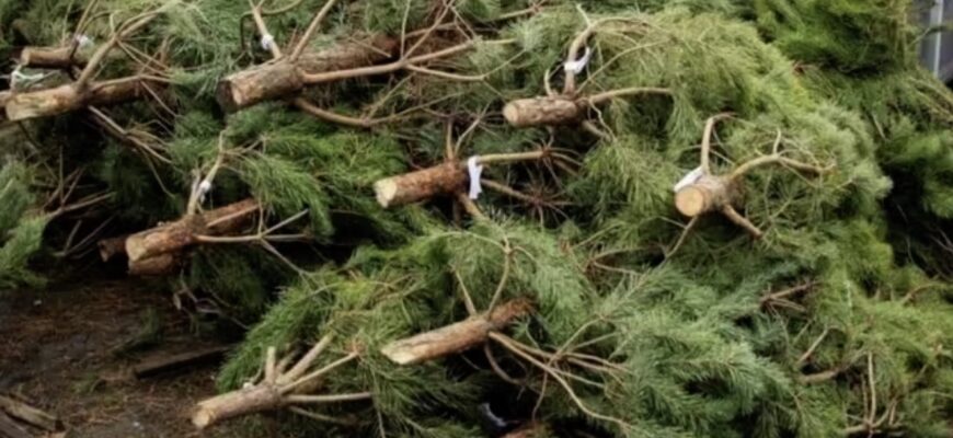 Ялинка з лісу чи з базару: Різниця може бути в кілька років тюрми Ялинка з лісу чи з базару: Різниця може бути в кілька років тюрми