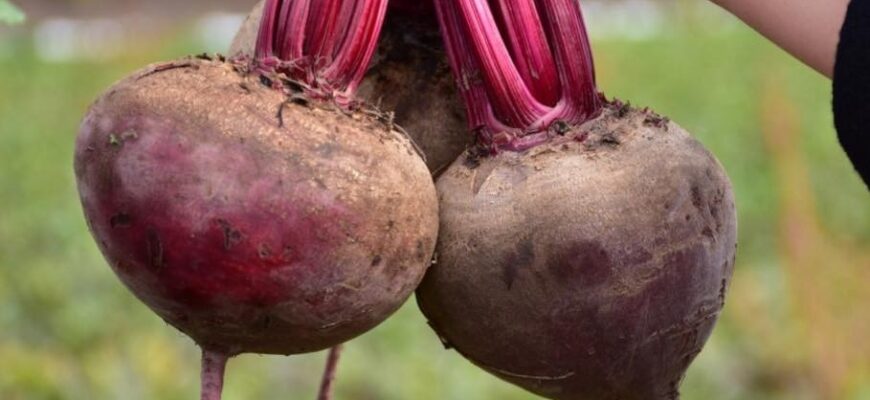 Цей буряк родить діаметром 30 сантиметрів: 2 сорти, які ростуть, наче на еліксирах Цей буряк родить діаметром 30 сантиметрів: 2 сорти, які ростуть, наче на еліксирах
