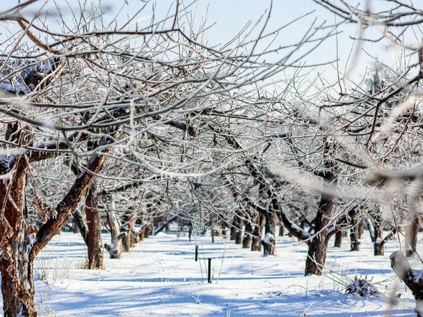 Народні прикмети 2 лютого / © pexels.com