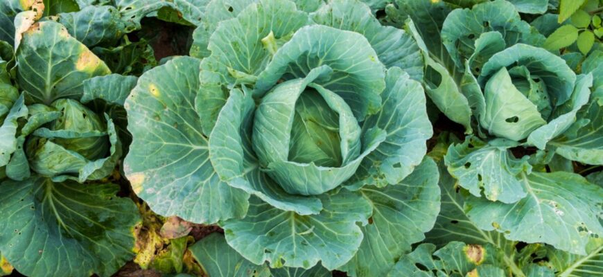 З року в рік саджаю лише їх: 4 сорти капусти, які рекомендують всі професійні агрономи З року в рік саджаю лише їх: 4 сорти капусти, які рекомендують всі професійні агрономи