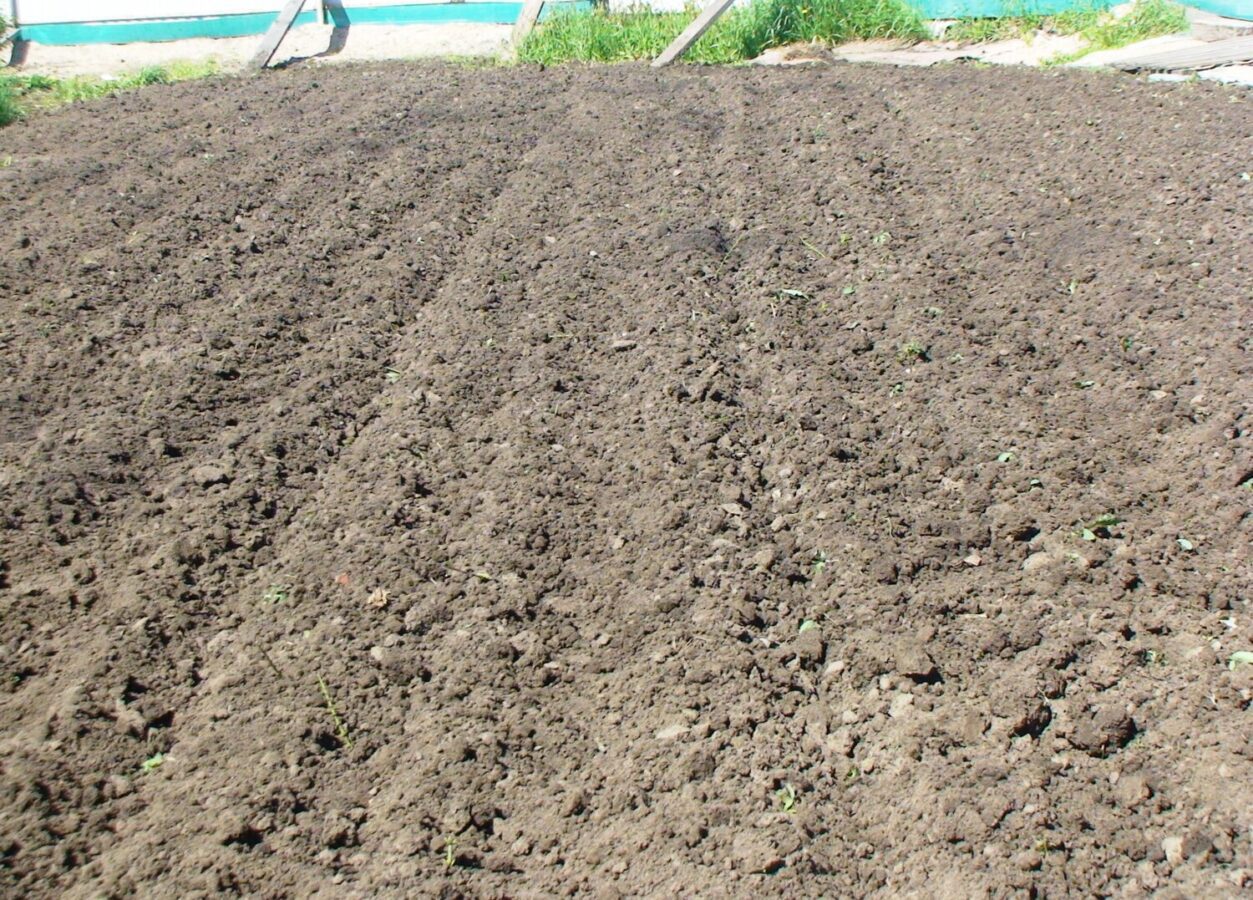 Садівники і городники мають виконати просту дію після сходу снігу, аби покращити стан ґрунту