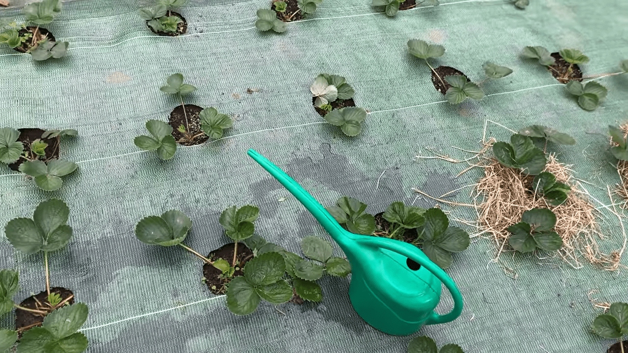 Садівники дали поради щодо зберігання кущів полуниці взимку