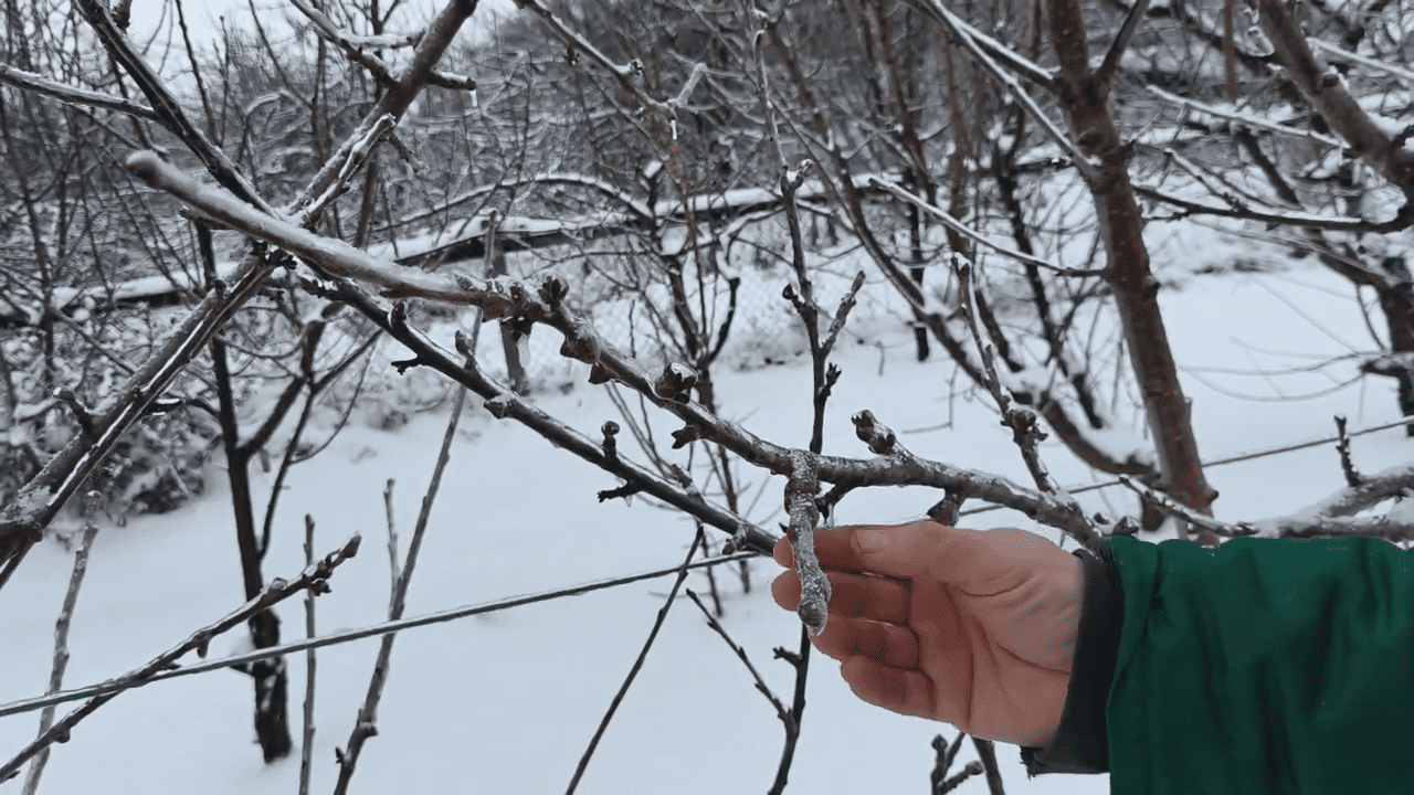 Синоптики розповіли, скільки будуть тривати морози в Україні