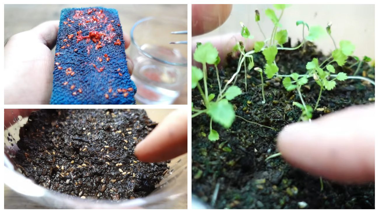 Садівники розповіли, як отримати малину для посіву з заморожених ягід