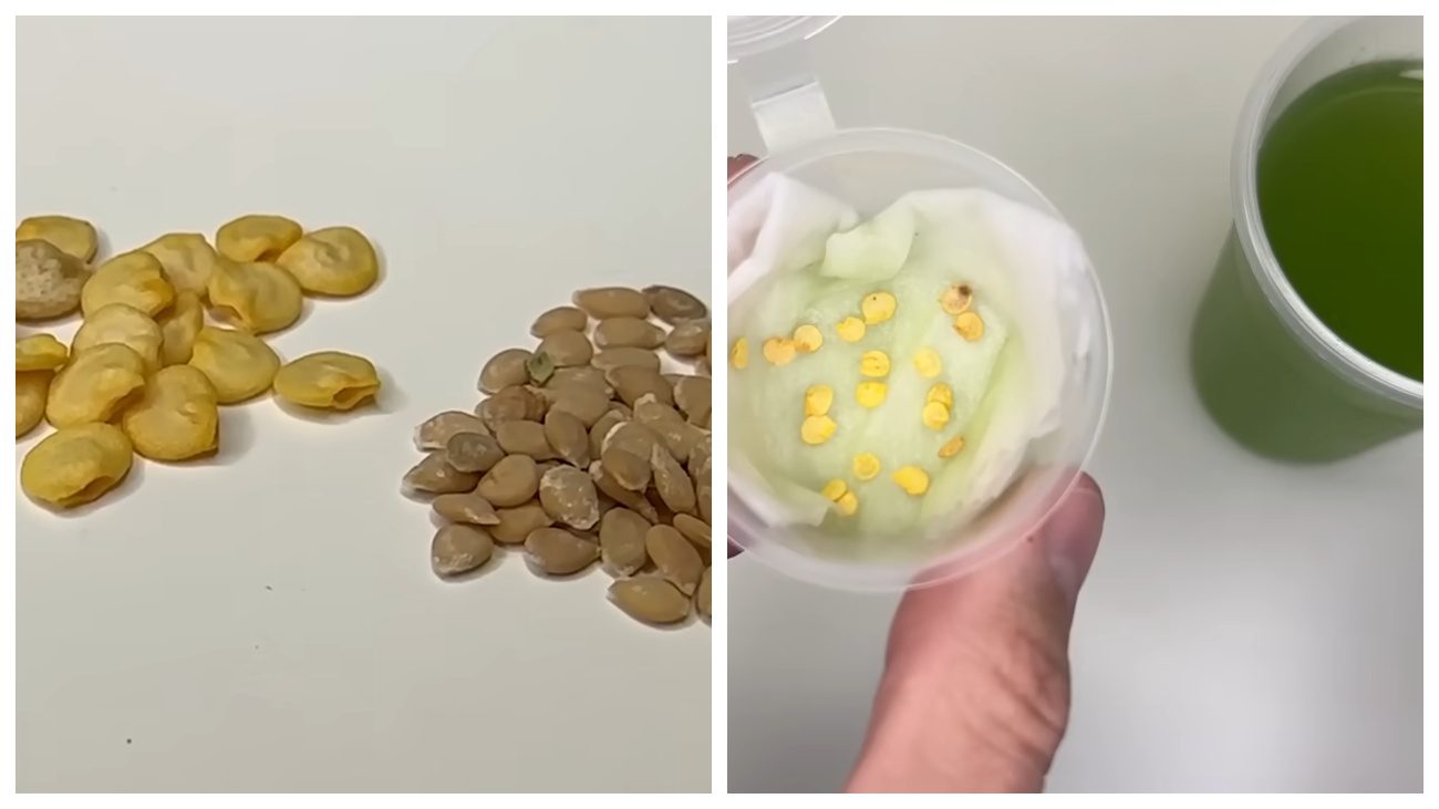 Городники нагадали безґрунтовий спосіб пророщування насіння