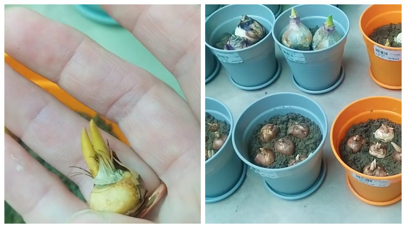 Садівники назвали найкращий термін висаджувати цибулькові