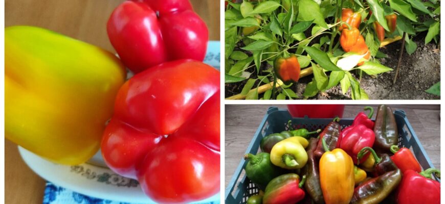 Я більше не сію навмання: ці точні терміни посіву солодкого перцю ще жодного разу мене не зрадили Я більше не сію навмання: ці точні терміни посіву солодкого перцю ще жодного разу мене не зрадили