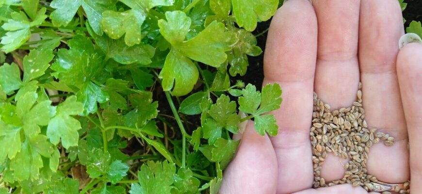 Петрушку сію на туалетний папір – і проріджувати не треба: 1 трюк економить годину роботи на грядці Петрушку сію на туалетний папір – і проріджувати не треба: 1 трюк економить годину роботи на грядці