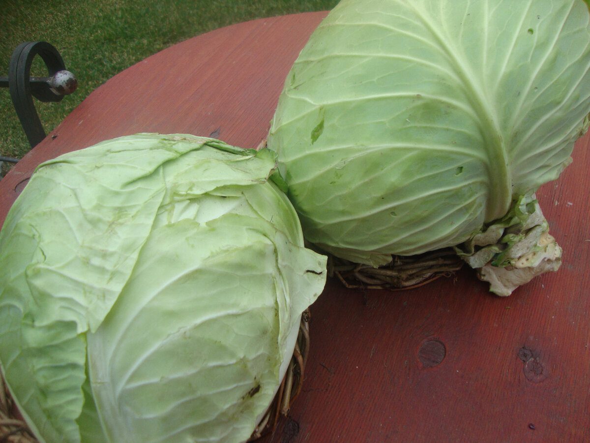 Кулінари назвали кращі сорти капусти для квашення, аби закуска вийшла хрустка та соковита