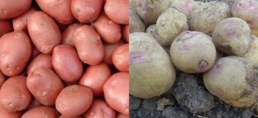 Не картопля, а урожайний конвейер: родить по 700 кг з сотки запросто без добрив і трюків Не картопля, а урожайний конвейер: родить по 700 кг з сотки запросто без добрив і трюків