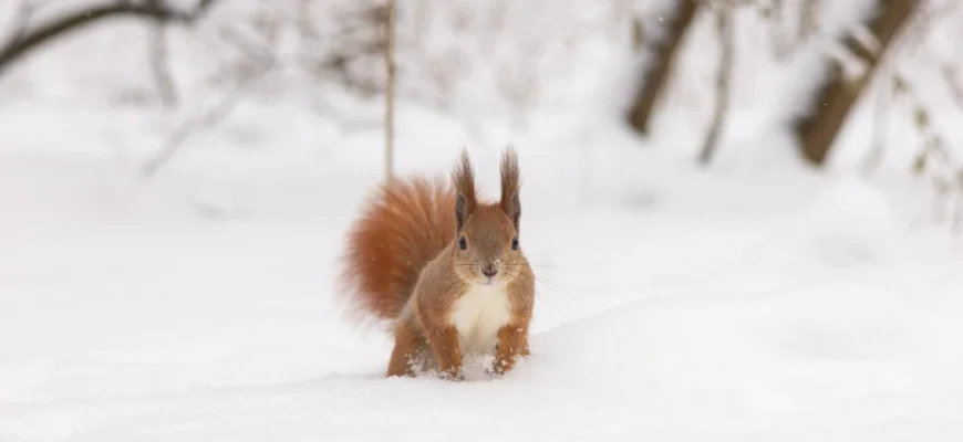 Сильні морози відступлять, але ненадовго: коли погода в Україні зміниться Сильні морози відступлять, але ненадовго: коли погода в Україні зміниться