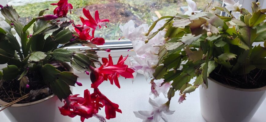 10 років декабрист не цвів – робила все “за правилами”: а виявилось, я вірила в 10 міфів і губила квітку 10 років декабрист не цвів – робила все “за правилами”: а виявилось, я вірила в 10 міфів і губила квітку