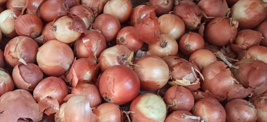 Чому фермери Херсонщини радять обирати саме ці 2 сорти Цибулі: вони ідеальні в усьому Чому фермери Херсонщини радять обирати саме ці 2 сорти Цибулі: вони ідеальні в усьому