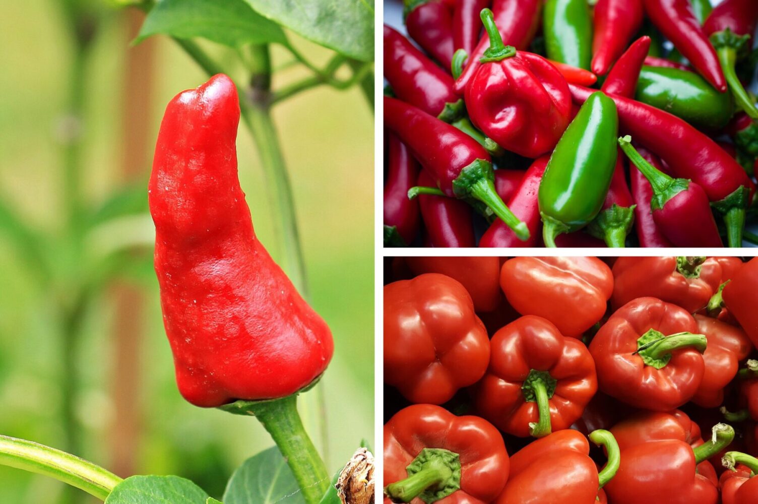 Агрономи назвали сорти перцю, які невибагливі у догляді та високоврожайні