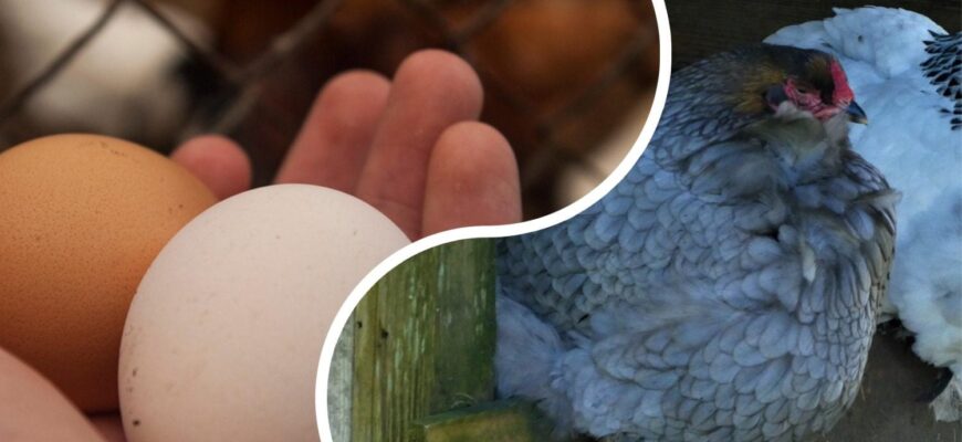 Курник більше не промерзає: кладу по 2 рулони – і тепло тримається всю ніч у -20 морозу Курник більше не промерзає: кладу по 2 рулони – і тепло тримається всю ніч у -20 морозу