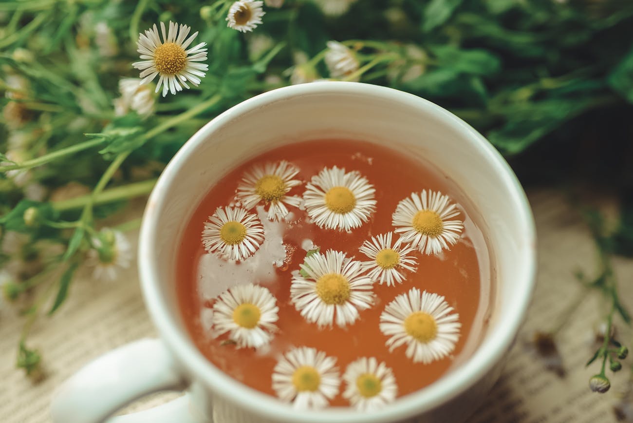 Садівники розповіли, як виростити ромашку з чайних пакетиків