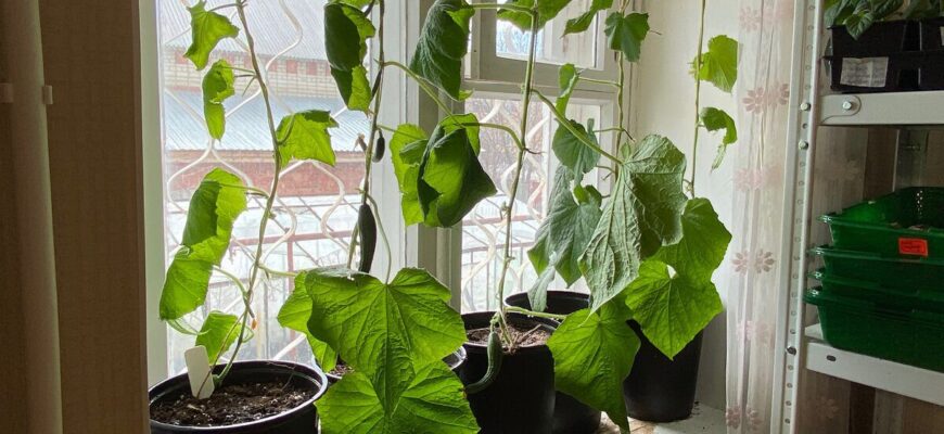 Огірки не витягуються в тонкі ниточки на підвіконні: бо поливаю їх 1 зіллям 2 рази на тиждень Огірки не витягуються в тонкі ниточки на підвіконні: бо поливаю їх 1 зіллям 2 рази на тиждень