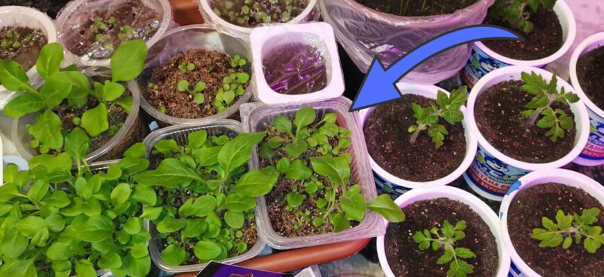 Розсада перестала витягуватись за 3 дні: допоміг 1 безкоштовний засіб Розсада перестала витягуватись за 3 дні: допоміг 1 безкоштовний засіб