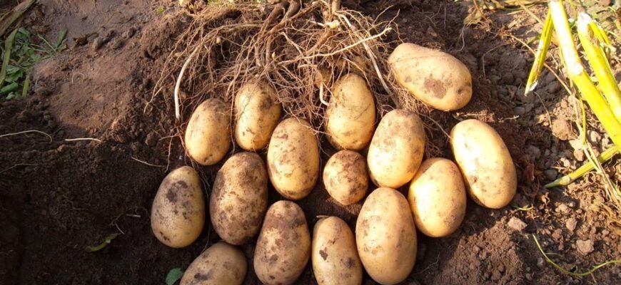 Еліта серед картоплі: ці 2 сорти розкуповують одразу — ідеально на пюре і запіканки Еліта серед картоплі: ці 2 сорти розкуповують одразу — ідеально на пюре і запіканки