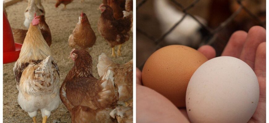 Додаю 1 ложку у корм – і кури несуться навіть узимку: перевірено при -10 морозу Додаю 1 ложку у корм – і кури несуться навіть узимку: перевірено при -10 морозу