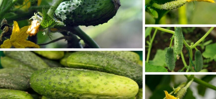 На розсаду сію лише 1 гібрид: штампує плоди у травні без укриття, не гірчить у дощовий сезон На розсаду сію лише 1 гібрид: штампує плоди у травні без укриття, не гірчить у дощовий сезон