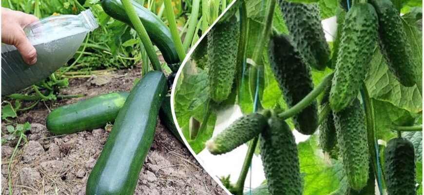 Огірки на грядках “горіли” 3 роки – а потім я взяла ці гібриди: тепер по 4 кг з куща і 0 хвороб Огірки на грядках “горіли” 3 роки – а потім я взяла ці гібриди: тепер по 4 кг з куща і 0 хвороб