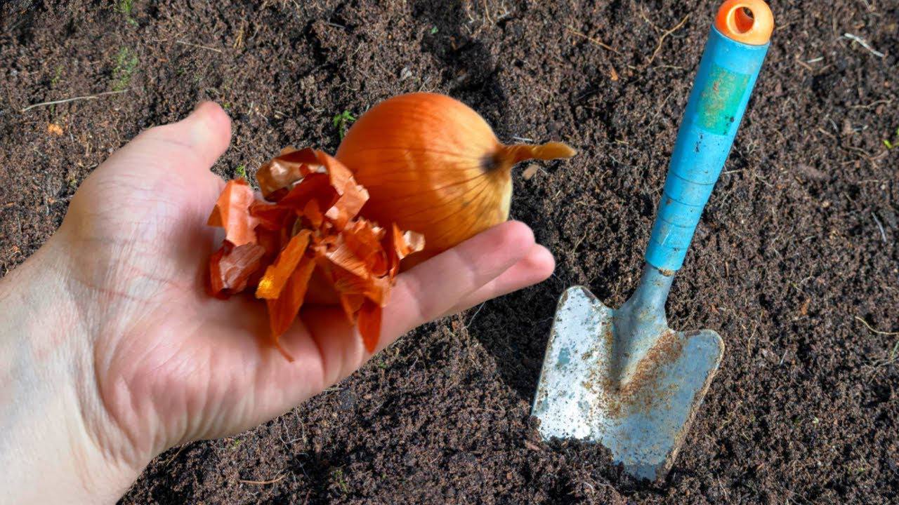 Дачники розповіли, як використовувати цибулеве лушпиння на городі