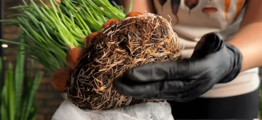 Я давно не вирощую цибулю на перо “як усі”: 3 унікальні лайфхаки, які реально економлять час Я давно не вирощую цибулю на перо “як усі”: 3 унікальні лайфхаки, які реально економлять час