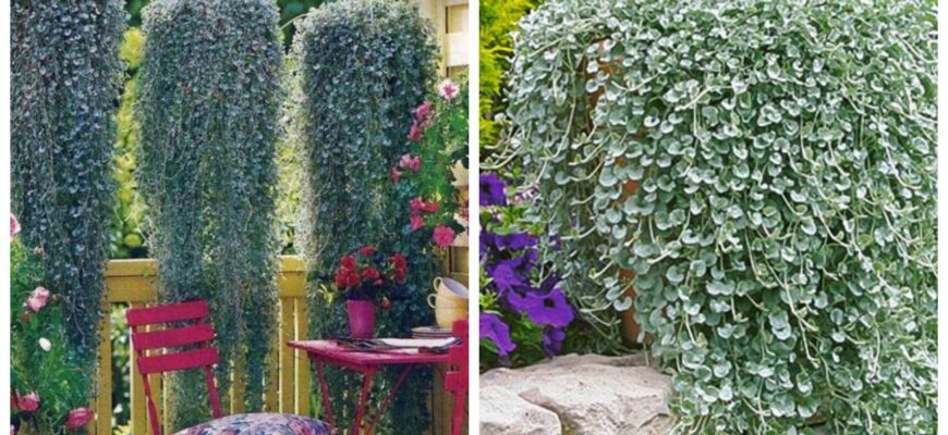 Поки всі доїдають святкові салати, 3 січня я сію діхондру: мій секретний старт для червневої клумби Поки всі доїдають святкові салати, 3 січня я сію діхондру: мій секретний старт для червневої клумби