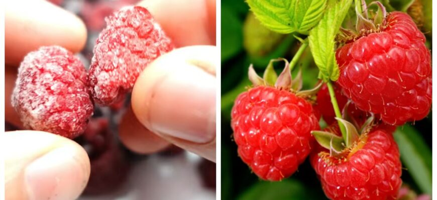 Малину висіваю наприкінці зими: з насінням не заморочуюсь — беру з заморожених ягід Малину висіваю наприкінці зими: з насінням не заморочуюсь — беру з заморожених ягід