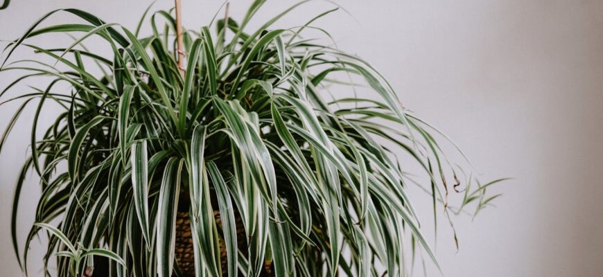 Різати чи залишити — ось у чому питання: я з’ясувала 4 причини, чому хлорофітуму це тільки на користь Різати чи залишити — ось у чому питання: я з’ясувала 4 причини, чому хлорофітуму це тільки на користь