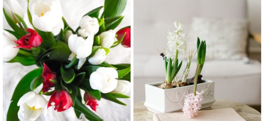 Одразу після новорічних свят беруся за цибулькові: так я запускаю весну — тюльпани й гіацинти не заперечують Одразу після новорічних свят беруся за цибулькові: так я запускаю весну — тюльпани й гіацинти не заперечують