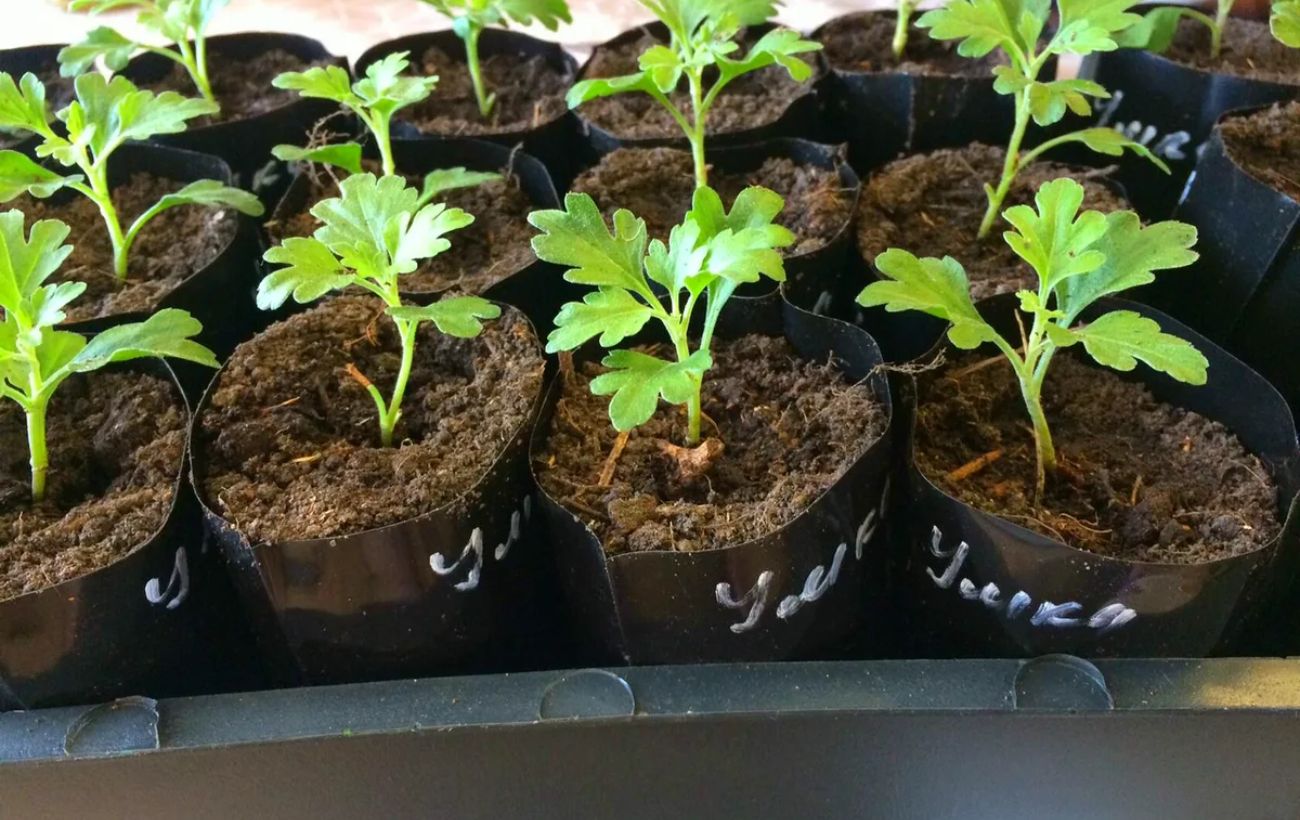 Садівники розповіли, навіщо класти губки у горщики з розсадою Садівники розповіли, навіщо класти губки у горщики з розсадою
