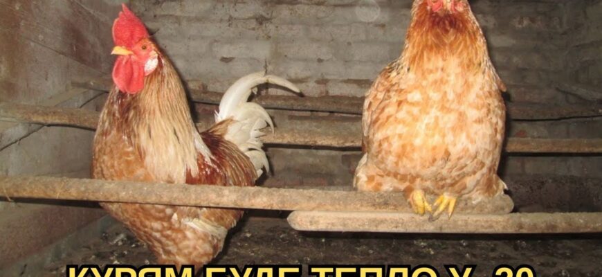 Кладу по 1 шару – і в курнику тепло так, наче опалення на максимумі: курочки несуть яйця лотками Кладу по 1 шару – і в курнику тепло так, наче опалення на максимумі: курочки несуть яйця лотками