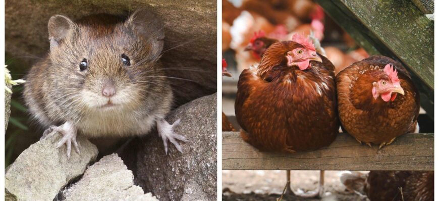 Кладу по 1 штучці – і миші вилітають кулею з курника: перевірені способи для зими Кладу по 1 штучці – і миші вилітають кулею з курника: перевірені способи для зими